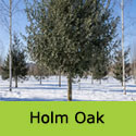 Holm Oak Tree - Quercus ilex