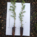Hybrid Larch Tree (Larix x eurolepis) 20-40cm trees **FREE UK MAINLAND DELIVERY + FREE 100% TREE WARRANTY**