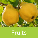Isfahan quince fruit on the tree