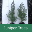 DELIVERED SEPTEMBER 2024 Common Juniper (Juniperus communis), 10 - 30cm Trees, EVERGREEN + USED FOR GIN + SLOW GROWING+ DROUGHT RESISTANT **FREE UK MAINLAND DELIVERY + FREE 100% TREE WARRANTY**