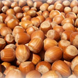 Butler Hazelnut Tree Supplied height 100 - 150cm, 2+ years old, 5 - 7 Litre Container **FREE UK MAINLAND DELIVERY + FREE 100% TREE WARRANTY**