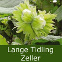 DELIVERED SEPTEMBER 2024 Lang Tidling Zeller Hazelnut Tree , 2-3 Years Old, HEAVY CROP + COMPACT SHAPE **FREE UK MAINLAND DELIVERY + FREE 100% TREE WARRANTY**