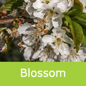 Lapins Cherokee blossom