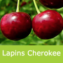 Lapins Cherokee Cherry Tree, Award + Dessert + Self Fertile + Large Fruit **FREE DELIVERY + 100% TREE WARRANTY**