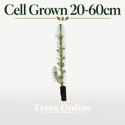Cell Grown Hybrid Larch Trees – Larix × eurolepis Saplings