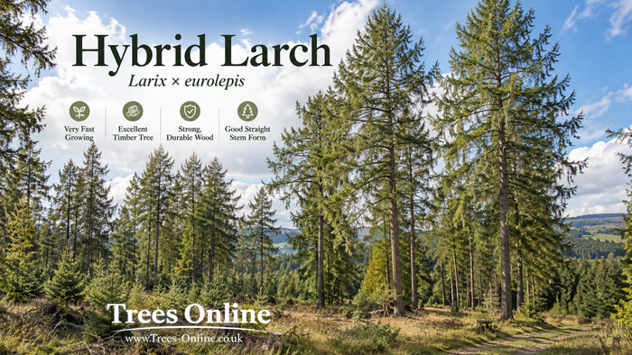 Hybrid Larch - Larix eurolepis mature woodland planting