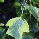 Mature Liriodendron Tulipifera Aureomarginatum INTERESTING LEAVES + AWARD + ATTRACTS BEES **FREE UK MAINLAND DELIVERY + FREE 100% TREE WARRANTY**