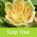 Liriodendron tulipifera flower