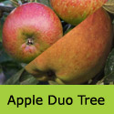 Bare Root Duo Apple Tree Lord Lambourne + Braeburn