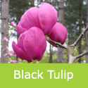 Magnolia Black Tulip, Large Deep Red - Purple Flowers + Small + Upright **FREE UK MAINLAND DELIVERY + FREE TREE WARRANTY **