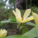 Daphne Magnolia Tree 1.25-2.00m 12L pot, 2-3 Years Old, VIVID YELLOW FLOWERS + AWARD **FREE UK MAINLAND DELIVERY + FREE 100% TREE WARRANTY**
