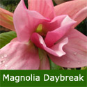 Magnolia Daybreak Tree, Supplied 1.2 - 2.0 metres, 12 L Pot, 2-3 years old, UPRIGHT + FRAGRANT + EARLY FLOWERS **FREE UK MAINLAND DELIVERY + FREE TREE WARRANTY **