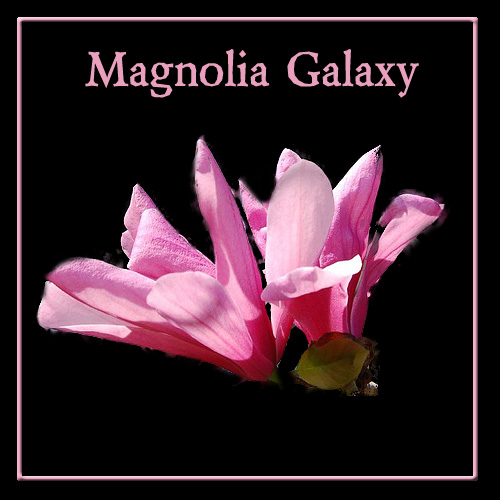 Magnolia Galaxy tree