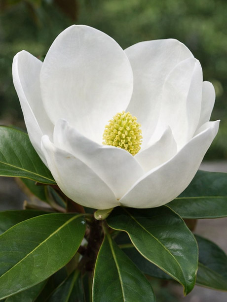 Magnolia grandiflora Galissioniensis large white flower close-up