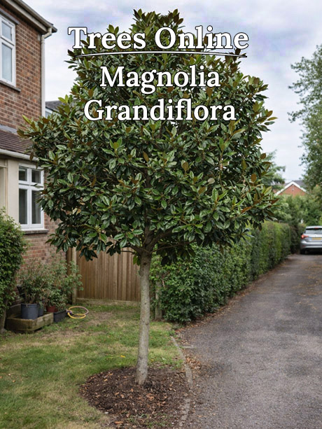 Magnolia grandiflora Galissoniensis evergreen magnolia tree