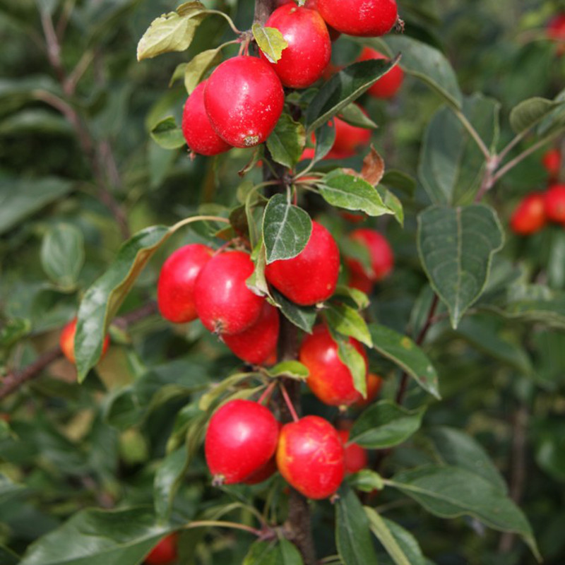 crab apple john downie crab apple john downie