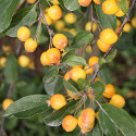 Bare Root Golden Gem Crab Apple (4) FRAGRANT +WILDLIFE +DISEASE RESISTANT + POLLINATOR + SMALL *** FREE DELIVERY + TREE WARRANTY***