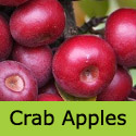 Laura Crab Apple Tree(4), Delivered 90-180cm in 5- 15L Pot, SMALL + PATIO + SLOW GROWING + Jelly **FREE UK MAINLAND DELIVERY + FREE 100% TREE WARRANTY**