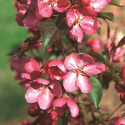 Bare Root Rudolph Crab Apple Tree (4) SCENTED FLOWERS + PURPLE GREEN FOLIAGE **FREE UK MAINLAND DELIVERY + FREE 100% TREE WARRANTY**