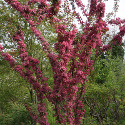 Bare Root Malus Rudolph