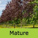 Mature Acer Crimson Sentry RED PURPLE LEAVES + UPRIGHT + MEDIUM SIZE **FREE UK MAINLAND DELIVERY + LIMITED 3 YEAR WARRANTY**