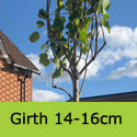 Mature Golden Indian Bean Tree 14-16cm Girth 35-50 Litre Pot