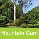 Mature Mountain Gum Eucalyptus Dalrympleana