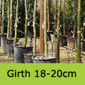 Mature Quercus Ilex Holm Oak Girth 18-20cm