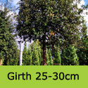 Quercus Ilex Holm Oak Girth 25-30cm