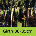 Mature Quercus Ilex Holm Oak Girth 30-35cm