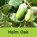 Mature Holm Oak Tree Quercus Ilex. Evergreen + Drought + Low Maintenance + Coast + Urban Pollution **FREE UK MAINLAND DELIVERY + FREE 100% TREE WARRANTY**