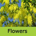 Mature Laburnum Anagroides