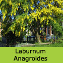 Mature Common Laburnum Anagyroides Tree VERY ORNATE + FREE TREE FEED **FREE UK MAINLAND DELIVERY + 3 YEAR LTD WARRANTY**