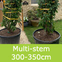 Prunus Kanzan Multi-stem 350-400cm tall