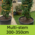 Prunus Kanzan Multi-stem 350-400cm tall