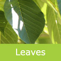 Prunus Serrulata Kanzan leaves
