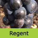 Mature Regent black eating grape