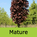 Mature Acer Crimson Sentry RED PURPLE LEAVES + UPRIGHT + MEDIUM SIZE **FREE UK MAINLAND DELIVERY + LIMITED 3 YEAR WARRANTY**