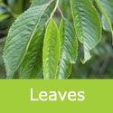 Prunus Subhirtella Pendula Plena Rosea Weeping Cherry Tree Leaves