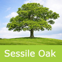 Mature Bare Root Sessile Oak, Quercus Petraea. LONG LIVED. **FREE MAINLAND DELIVERY + WARRANTY**