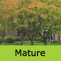 Koelreuteria Paniculata Pride Of India tree or Golden Rain tree planted in a park