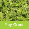 May Green Honeysuckle Lonicera Nitida Maigrun