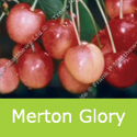 Merton Glory Cherry Tree, Large + Sweet + White Cherry + Compact Tree + Not Self Fertile **FREE DELIVERY + 100% TREE WARRANTY**