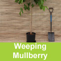 (Morus) Alba Pendula, Weeping White Mulberry