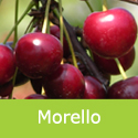Morello Cherry Tree, Cooking + Award + Self Fertile + Very Hardy + Reliable + North **FREE DELIVERY + 100% TREE WARRANTY**