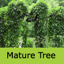 Mature Morus Alba Pendula Weeping White Mulberry Tree