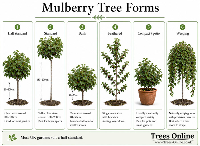 Mulberry tree forms guide showing common shapes and trained forms