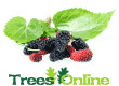 Mulberry Trees