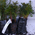 DELIVERED SEPTEMBER 2022 Noble Fir Tree (Abies nobilis syn. Abies Procera) 15 - 40cm trees, EVERGREEN + CHRISTMAS TREE + BLUE NEEDLES + COLD TOLERANT  **FREE UK MAINLAND DELIVERY + FREE 100% TREE WARRANTY**