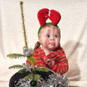Real Mini Christmas Tree Gift For Baby. Abies Nordmann Fir Trees x 12 **FREE UK MAINLAND DELIVERY **
